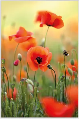 Produktbild von Wallario Wandbild Mohnblumenblüten, Größe: 61 x 91,50 cm, Poster mit weißem Aluminiumrahmen