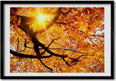 Produktbild von Bild - Bilder - Bilderrahmen - 70 cm x 50 cm - MDF-Rahmen, Wandkunst Krone der Bäume im Herbst