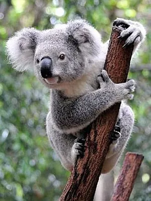 Produktbild von Lais Puzzle Koala Australien 1000 Teile
