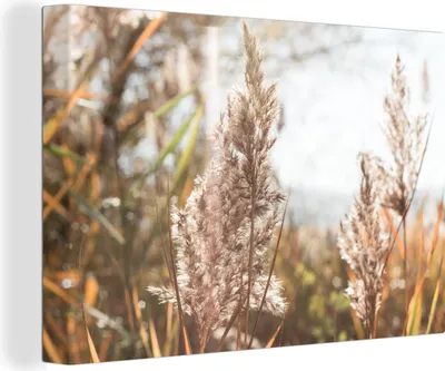 Obrázok produktu pre OneMillionCanvasses® - Maľba na plátne - Obraz na plátne Nástenná maľba na plátne - Trstina - slnko - rastlina - 150x100cm - Fotografia na plátne -
