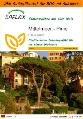 Produktbild von SAFLAX - Garden in the Bag - Mittelmeer - Pinie - 6 Samen - Mit Anzuchtsubstrat im praktischen, selbst aufstellenden Beutel - Pinus pinea