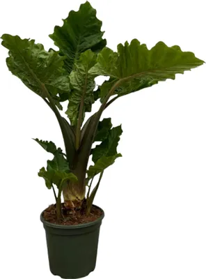 Produktbild von Alocasia portodora „Low Rider“ – Elefantenohr mit spitz zulaufenden Blättern, ca. 75 cm hoch