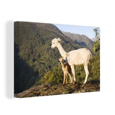 Zdjęcie produktu dla OneMillionCanvasses® - Obraz na płótnie - 150x100 cm, Alpaki - Góry - Natura, grafika ścienna, dekoracja ścienna