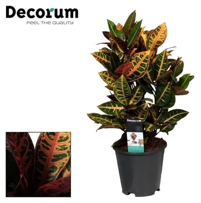 Immagine prodotto di Crotone Petra - 45-55cm - Ø17cm - Pianta d'appartamento - Sempreverde