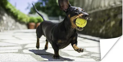 Produktbild von MuchoWow® Poster Ein schwarzer Dachshund mit einem Tennisball 80x40 cm - Wanddeko