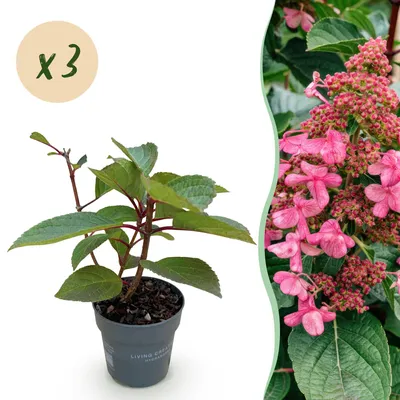 Produktbild von Green boutiQ - Gartenpflanze - Hydrangea panniculata Living Infinity - Rispenhortensie - Winterhart - Weiß - 3 Pflanzen - Topf 12cm - Höhe 20-30cm