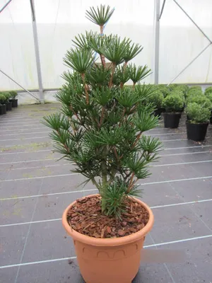 Produktbild von Japanische Schirmtanne Beauty Green - Sciadopitys verticillata Beauty Green - 40-50cm