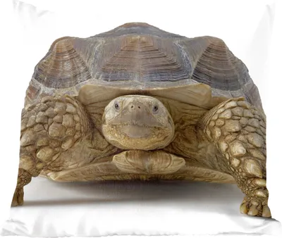 Produktbild von MuchoWow® Zierkissen Sofakissen Wohnzimmer Dekokissen 40x40 cm Schildkröte - Tiere - Weiß - Foto Kissen - Schlafzimmer Dekoration