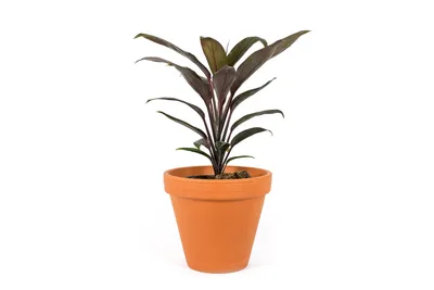 Obrázok produktu pre Gardners Cordyline fruticosa Mambo, priemer 12 cm