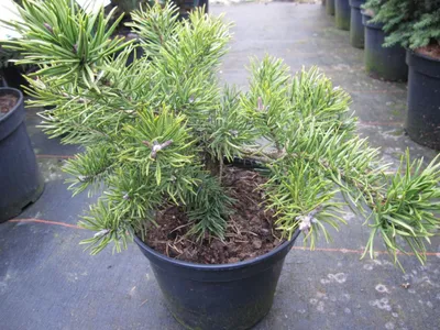 Produktbild von Pinus banksiana Velda - Strauchkiefer Velda - 30-40cm