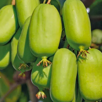 Immagine prodotto di Actinidia Jumbo femmina 1L