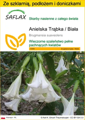 Zdjęcie produktu dla SAFLAX - Zestaw do uprawy - Anielska Trąbka / Biała - 10 Nasiona - Z mini szklarnią, podłożem uprawowym i 2 doniczkami - Brugmansia suaveolens