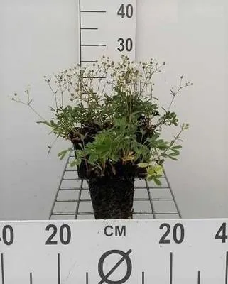 Zdjęcie produktu dla 6 x Potentilla trid. nuuk' - Krzew palczasty - Doniczka 9 x 9 cm
