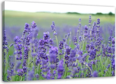 Produktbild von Leinwandbild lavendelfelder 90x60 cm Feeby lila wandbild bereit zum aufhängen