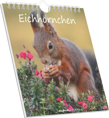 Produktbild von Alpha Edition - Eichhörnchen 2026 - Postkartenkalender 16×17 cm mit 53 charmanten Motiven, dekorativer Tisch- & Wandkalender mitPapier, zum Verschicken, Sammeln & Verschenken
