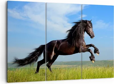 Produktbild von Bild auf Leinwand - Leinwandbild - Schwarzes Pferd Pferd Galopp - 105x70cm - Wand Bild - Wanddeko - Leinwanddruck - Bilder - Kunstdruck - Wanddekoration - Leinwand bilder - Wandkunst - CE105x70-0495