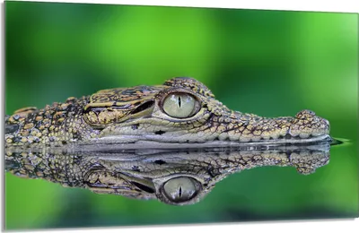 Produktbild von Glasschutzplatte für den Herd 80x52 Krokodil