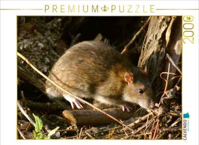 Produktbild von CALVENDO Puzzle Wanderratte (Rattus norvegicus) | 2000 Teile Lege-Größe 90x67cm Foto-Puzzle für glückliche Stunden
