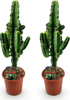 Obrázek produktu pro Kaktus Euphorbia eritrea – africký mléčný strom – 2 rostliny – 60 cm – 17 cm – kaktus v zelené barvě s načervenalými akcenty
