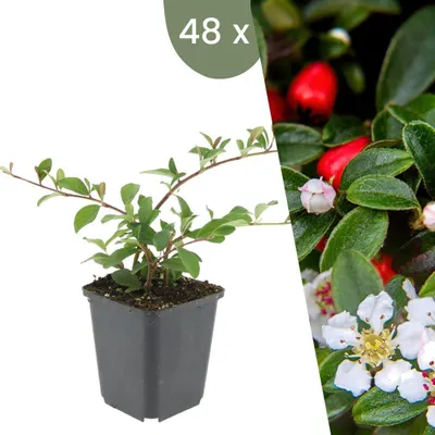 Image de Plants by Frank | 48 Plantes de cotoneaster | Cotoneaster dammeri 'Major' | Couvre-sol rustique | Vivaces rustiques | Plantes de jardin