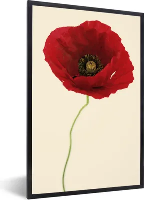 Produktbild von MuchoWow® MuchoWow® Gerahmtes Poster Nahaufnahme einer roten Mohnblume 20x30 cm - Poster mit zchwarzem Bilderrahmen - Drucken - Bilder Poster im Rahmen