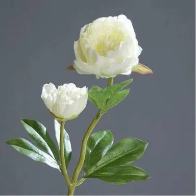 Produktbild von künstliche Pfingstrose Päonie mit 2 Blüten creme weiß H. 60cm DPI Kunstblumen