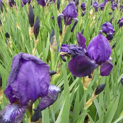 Produktbild von 6 x Schwertlilie  - Iris germanica 'Black Knight'  | Topf 9x9 cm