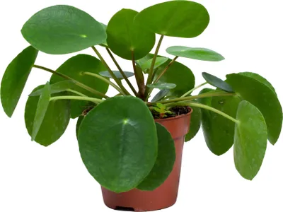 Zdjęcie produktu dla Bloomique - Pilea Peperomioides - Roślina naleśnikowa - Rośliny doniczkowe - Oczyszczające powietrze - Przyjazne dla zwierząt - Wysokość 15-20 cm - Doniczka 12 cm