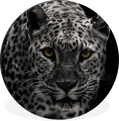 Produktbild von MuchoWow® Aluminium Wandkreis Leopard - Schwarz - Weiß Ø 60 cm Wanddeko Modern Wohnzimmer - Wand Kreis - Wandbild - Schlafzimmer - Aluminium Bild - Kinderzimmer - Wohnzimmer Dekoration - Wandschmuck