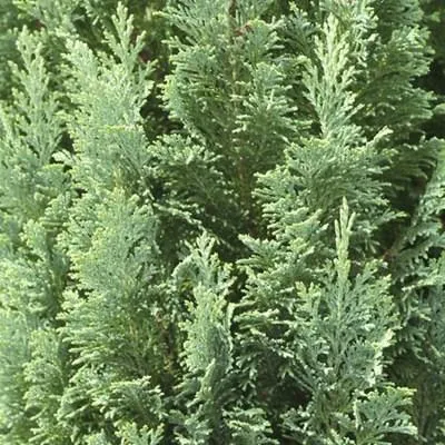 Obrázok produktu pre 10 kusov Lawsonovej cyprušnice (Chamaecyparis lawsoniana) | 20-30 cm, bez koreňového balu