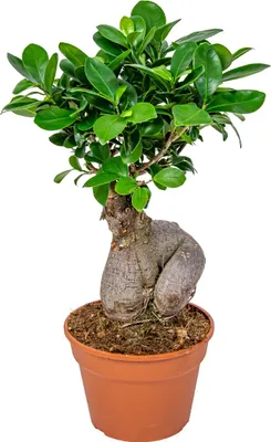 Image de Bloomique - Ficus Ginseng - Bonsaï - Plantes d’intérieur - Dépolluante - Facile d’entretien - Hauteur 30-40 cm - Pot 17 cm