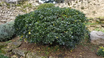 Image de Pittosporum tobira / Pittospore du Japon