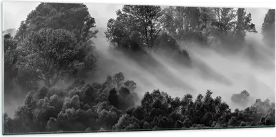 Produktbild von Bilder auf glas - Einteilig - Schwarzweiß Bäume Nebel - 120x50cm - Glasbilder - Wandbilder - Bilder - zum Aufhängen bereit - Wanddekoration aus Glas - Glas Bilder - Wandbild auf Glas - GAB120x50-4510