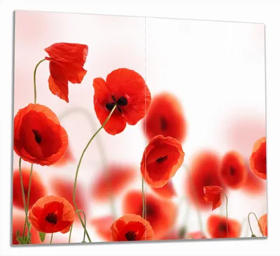 Produktbild von Wallario Herdabdeckplatte aus Glas, Größe 60 x 52 cm 2-teilig, Motiv Leuchtende Mohnblumen - Rote Mohnblumenblüten