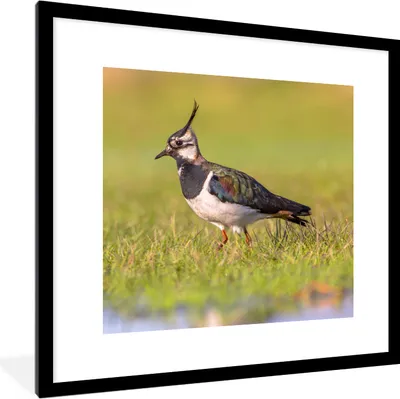 Produktbild von MuchoWow® Gerahmtes Poster Vogel - Gras - Natur - Tiere - Kiebitz 40x40 cm - Poster mit Schwarzem Bilderrahmen Wandposter Rahmen Foto Bilder - Poster - Plakat im Rahmen