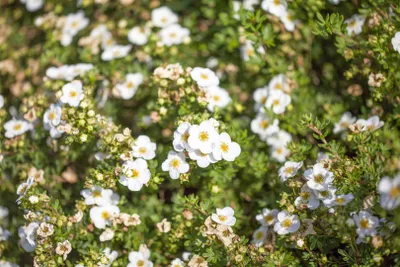 Produktbild von Potentilla fruticosa 'Bella Bianca', Fingerstrauch, weiß, 25–30 cm