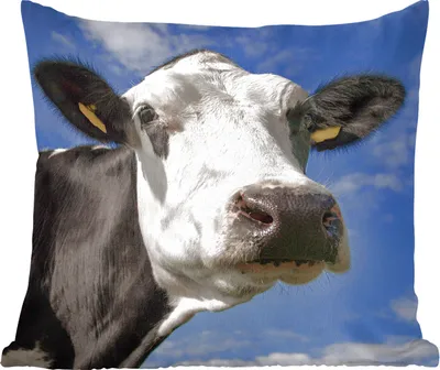 Produktbild von MuchoWow® Zierkissen Sofakissen Wohnzimmer Dekokissen 50x50 cm Kuh - Weiß - Nase - Tiere - Komfort - Sofakissen
