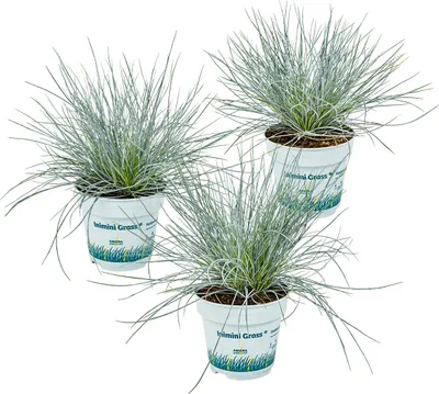 Produktbild von 3er-Set - Festuca Glauca Compacta Blue - Blau-Schwingel - Schaf-Schwingel - Ziergras - Gartenpflanzen - Winterhart - Höhe 20-30 cm - Topf 10,5 cm