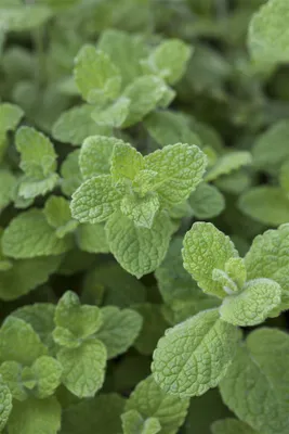 Produktbild von Mentha x rotundifolia, Apfelminze, aromatisch, ca. 9x9 cm Topf