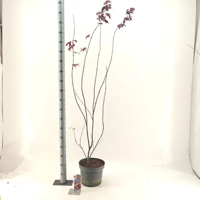 Immagine prodotto di Acer palmatum 'Red Emperor' - Acero giapponese | 100-110 cm in vaso