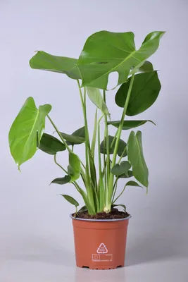 Produktbild von Monstera deliciosa - 50-60cm - Ø17cm - Zimmerpflanze - Immergrün