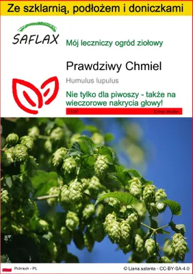 Zdjęcie produktu dla SAFLAX - Zestaw do uprawy - Prawdziwy Chmiel - 50 Nasiona - Z mini szklarnią, podłożem uprawowym i 2 doniczkami - Humulus lupulus