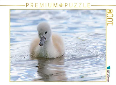Produktbild von CALVENDO Puzzle Schwanenküken | 1000 Teile Lege-Größe 64x48cm Foto-Puzzle für glückliche Stunden