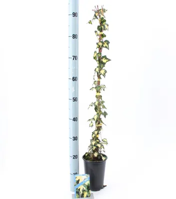 Obrázek produktu pro Hedera hel. ‘Goldheart’ – břečťan | 70+ cm v květináči