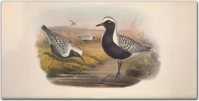 Produktbild von Coloray Bild aus Glas 140x70 Dekoration wohnzimmer wanddekoration gehärtetes Glas Küche glasblock mit bild - Vögel Tiere