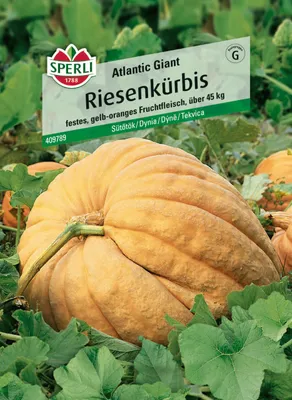 Produktbild von Sperli Saatgut Riesenkürbis Atlantic Giant für ca. 7 Pflanzen