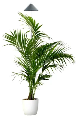 Produktbild von Parus by Venso SUNLiTE XL LED Vollspektrum Pflanzenlampe Grau 25W Indoor Plants Pflanzen Beleuchtung, mit ausziehbarem Teleskopstab, Parus Pflanzenlampe für große und kleine Zimmerpflanzen
