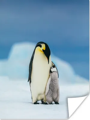 Produktbild von MuchoWow® Poster Pinguin - Küken - Schnee 120x160 cm - Wandbilder