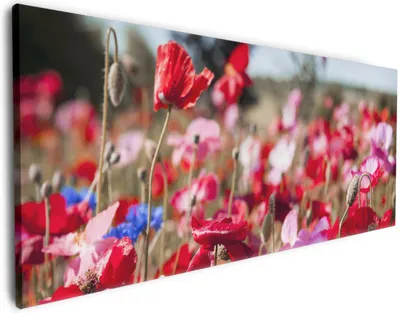Produktbild von Wallario Premium Leinwandbild Mohnblumen am Rande eines Feldes in Größe 60 x 150 cm