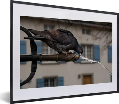 Produktbild von MuchoWow® MuchoWow® Gerahmtes Poster Taube - Getränk - Vogel 40x30 cm - Poster mit zchwarzem Bilderrahmen - Bilderrahmen - Poster im Rahmen